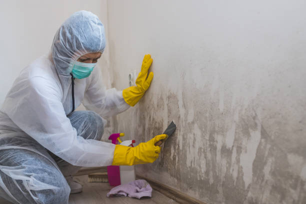 Why You Should Choose Our Mold Remediation Services in Brockway, PA